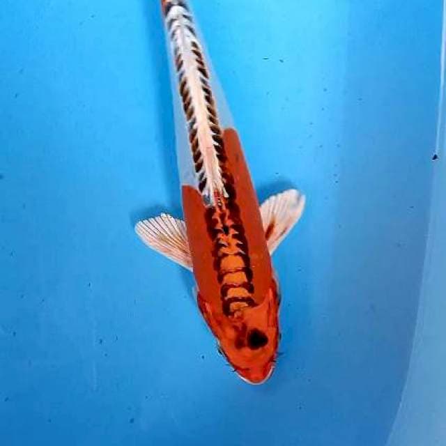 Kujaku doit 30 cm