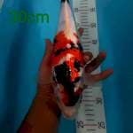 Sumi 30cm