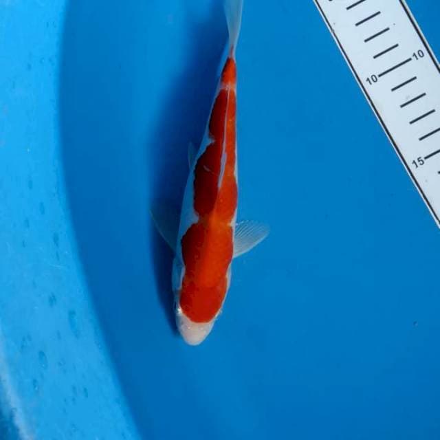 Kohaku red strong