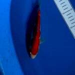 Kohaku red strong