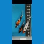showa 24,30,31cm 
