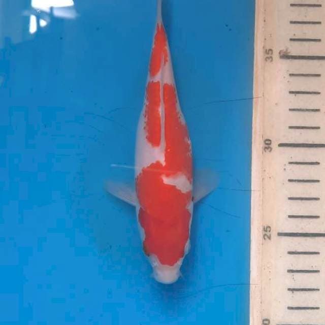 Kohaku 16cm