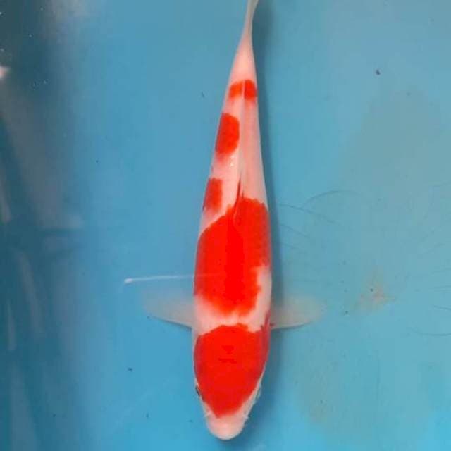 Kohaku 16cm