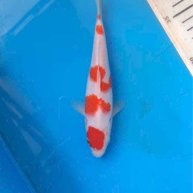 Maruten kohaku 17cm 