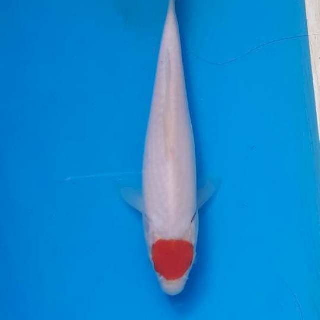 Tancho kuhaku 15cm