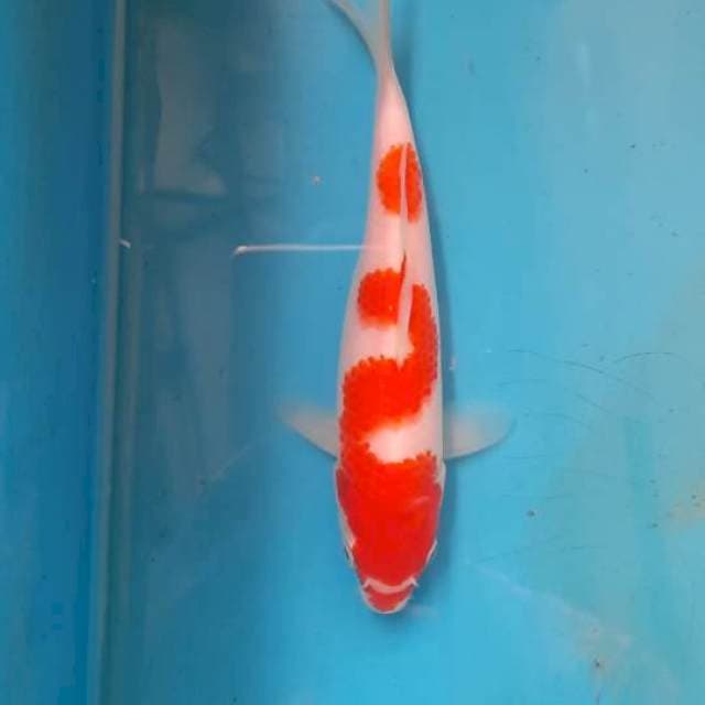 Kohaku 15cm