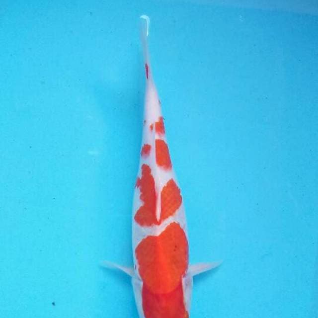 Kohaku