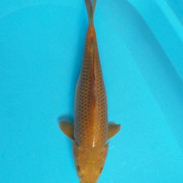 Cagoi