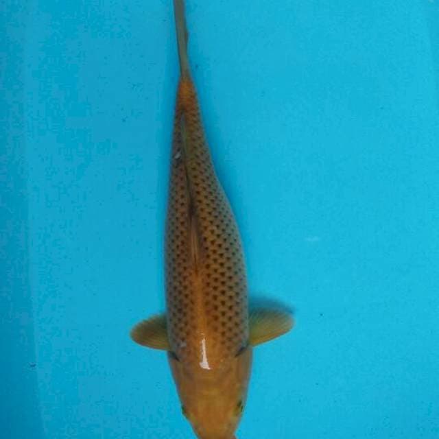 Cagoi