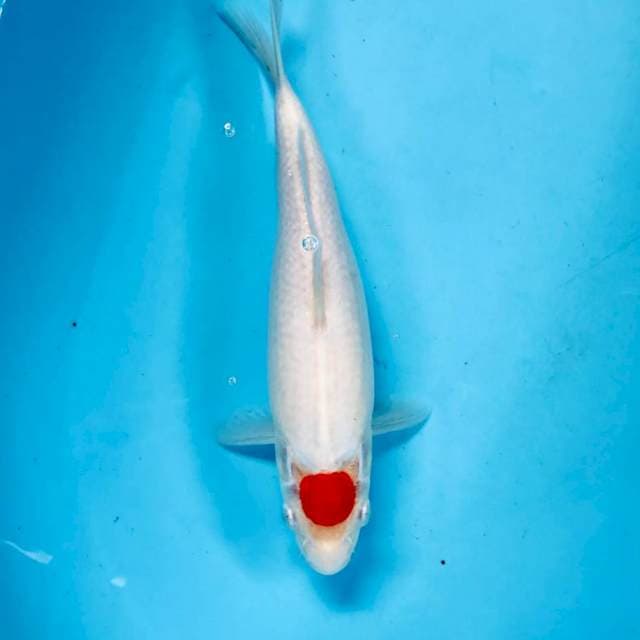 Tancho Kohaku, 27 cm