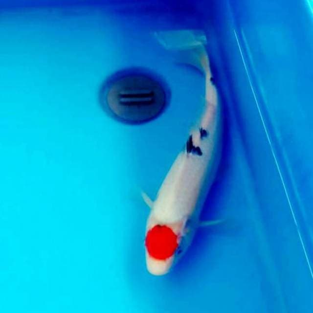 Tancho sanke 34cm