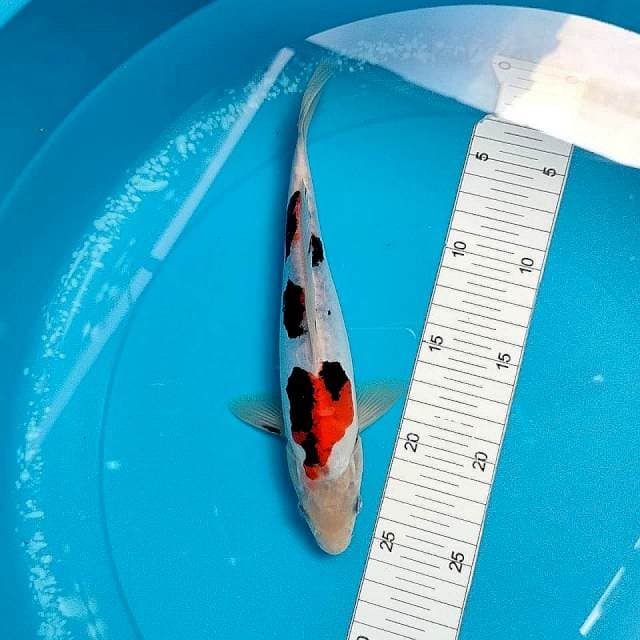 25cm