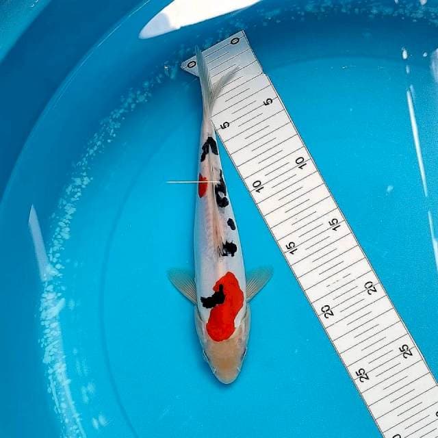 25cm