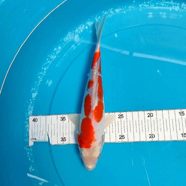 26cm