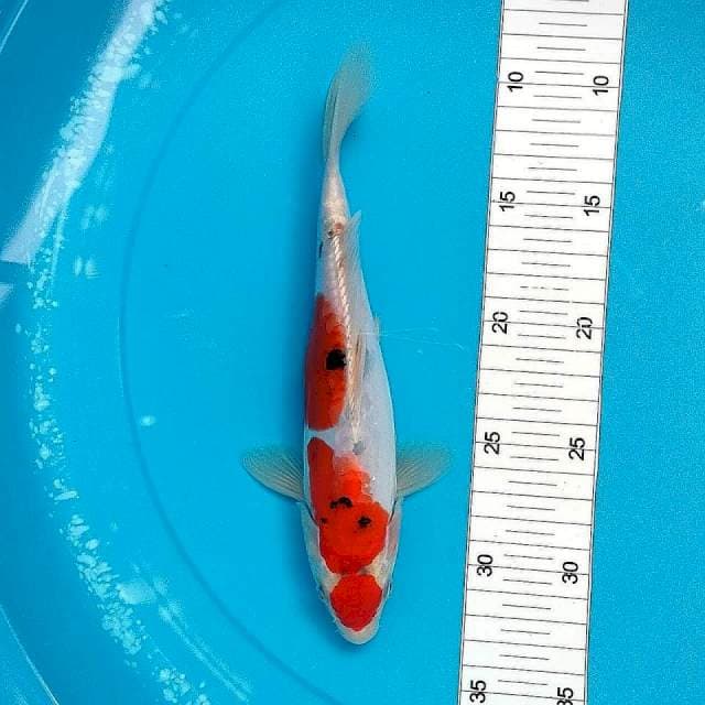 25cm