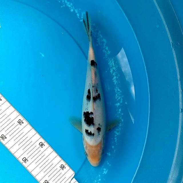 25cm