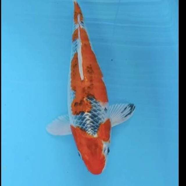 Gosiki red strong 28cm