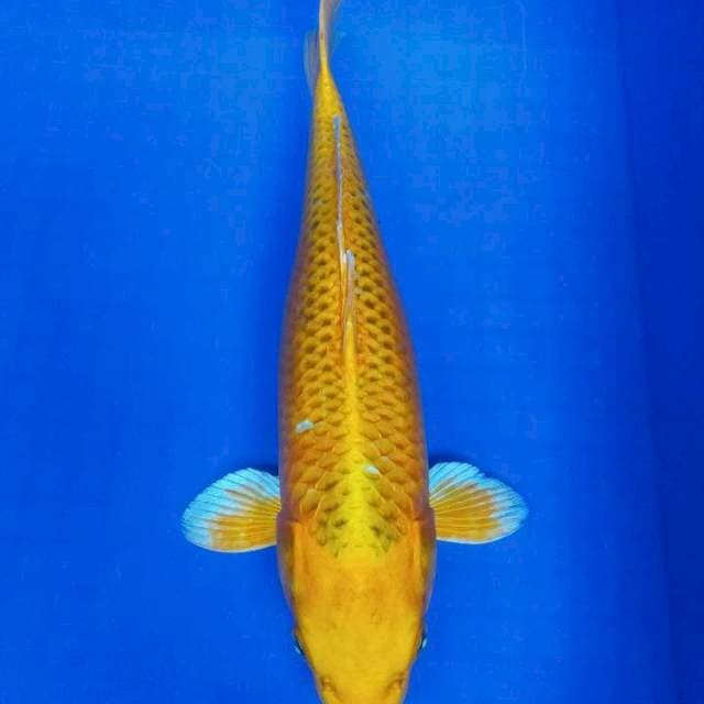 YAMABUKI OGON 35BU