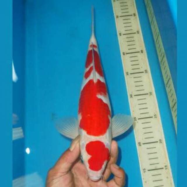 KOHAKU HQ