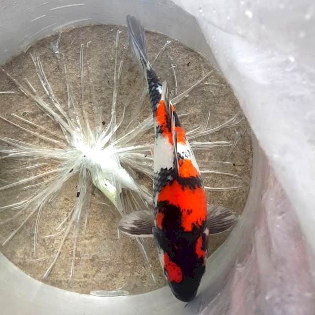 RYUKI ~ SHOWA 32CM