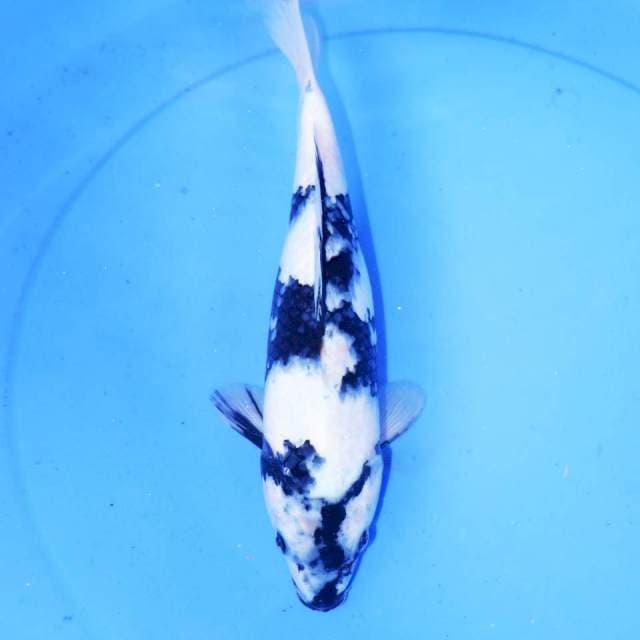 30cm SHIRO UTSURI