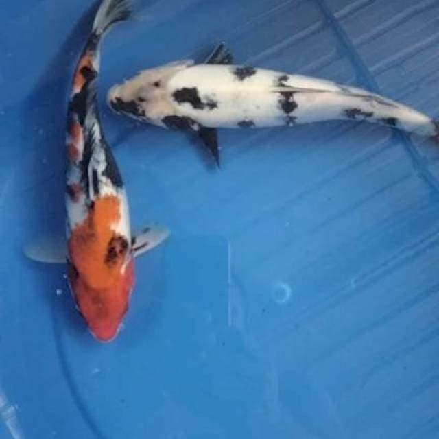 Showa 2 ekor 26 cm