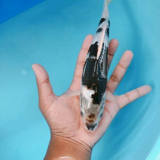 Budo25cm