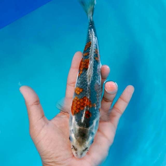 Goshiki25cm