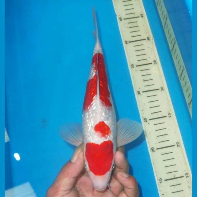 KINGINRIN KOHAKU RAPI