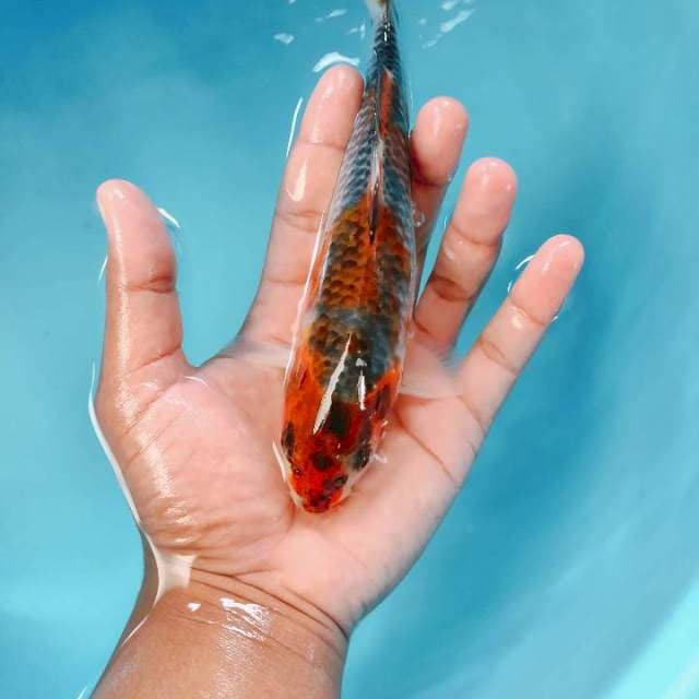 Goshiki20cm