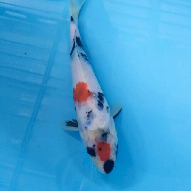 Maruten kinday sowa tategoi 21cm