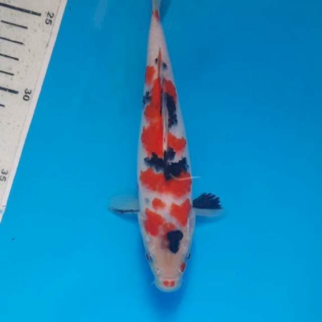 Kohaku sanke 20cm 