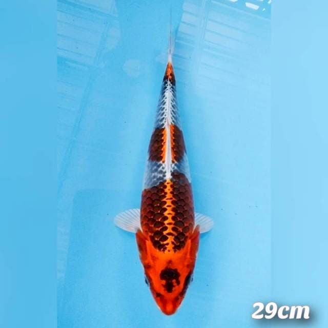 Kojaku strong 29cm