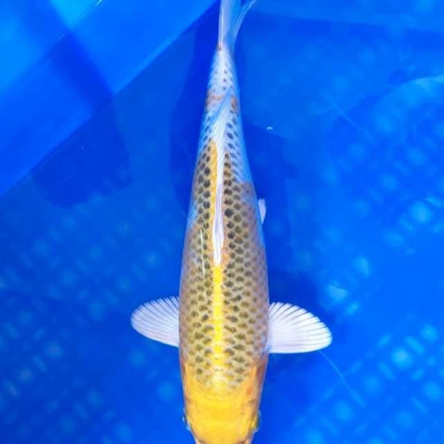Hariwake 27cm