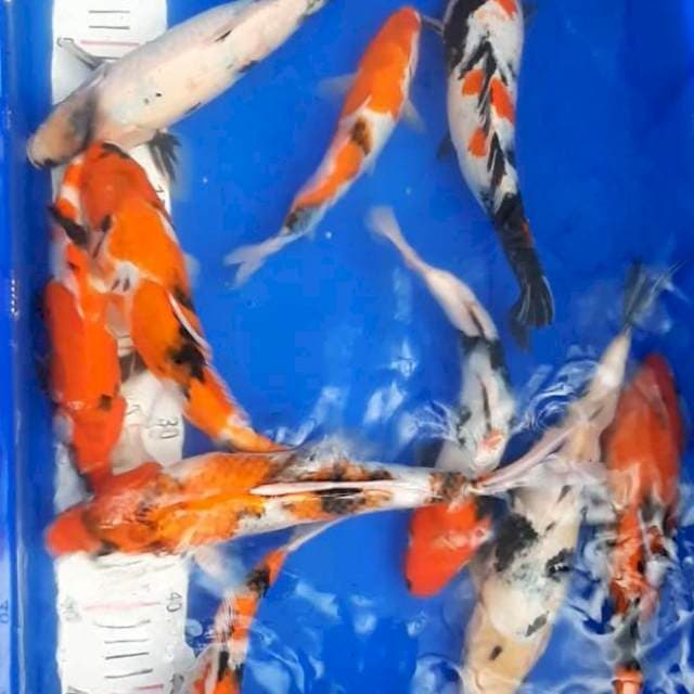 Paket 4. Mixa showa 10 ekor 25 - 30 cm 