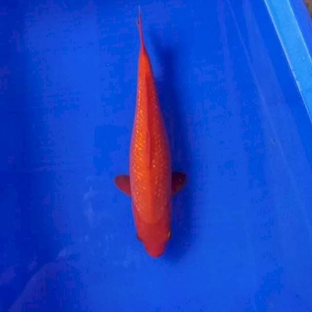 Benigoi ginrin