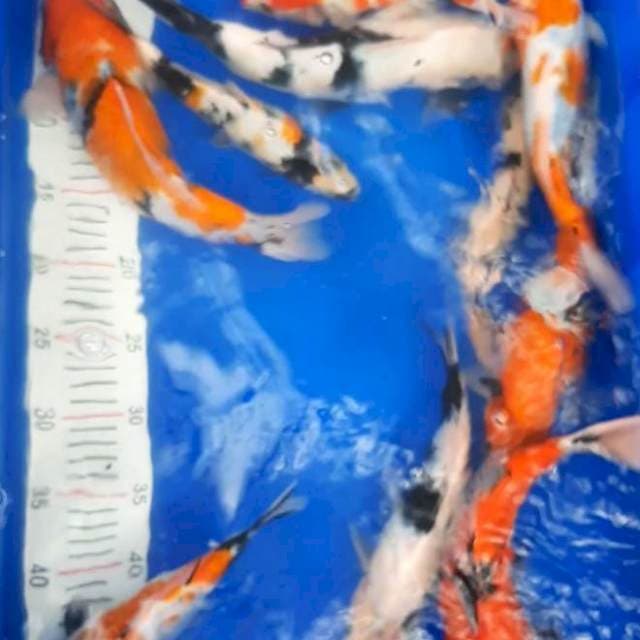Paket 8. 25 - 30 cm