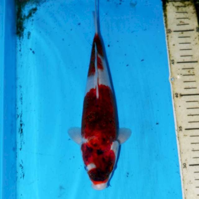 BUDO GOROMO