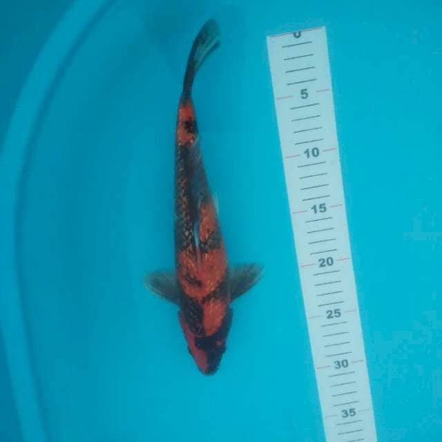 Pejantan showa ginrin 30cm