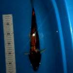 Showa gindrin 35cm 
