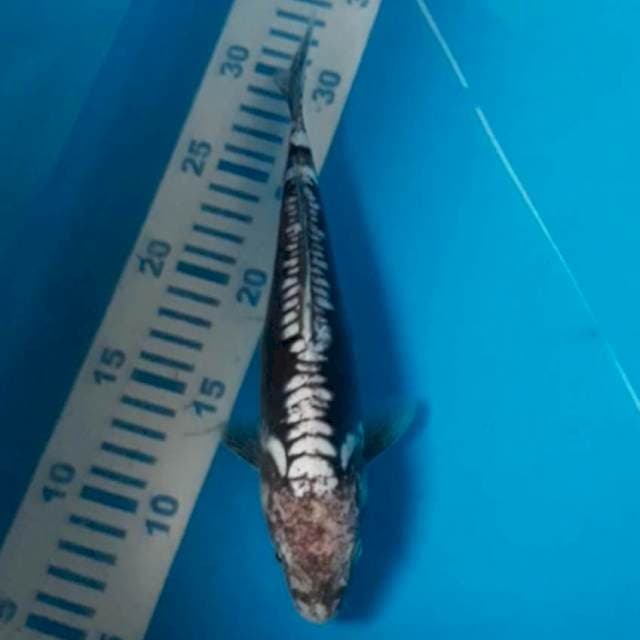 Antik  24 cm