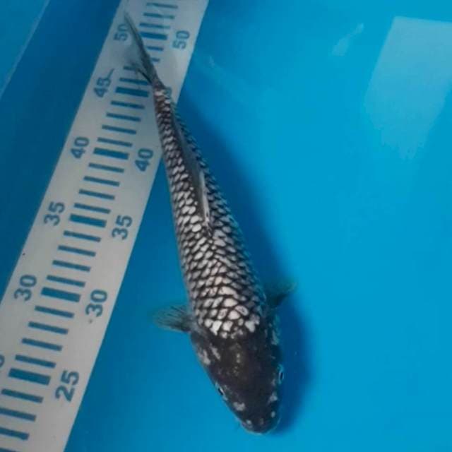 Matsukawabake 27 cm