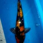Showa 35cm ginrin