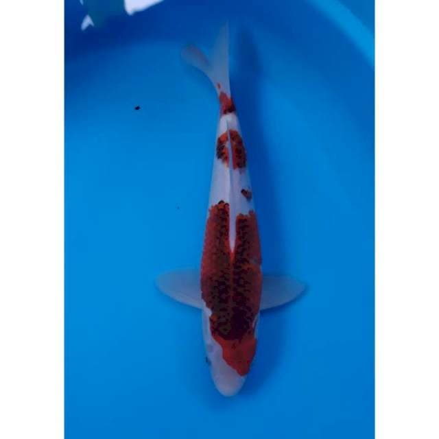 goromo 32 cm