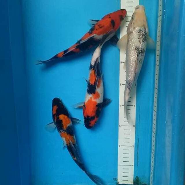 Mix 24-26 cm