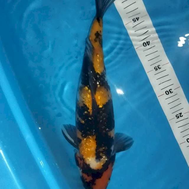 Showa ginrin 40cm 