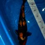 Showa ginrin 40cm 