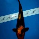 Utsuri ginrin 35cm