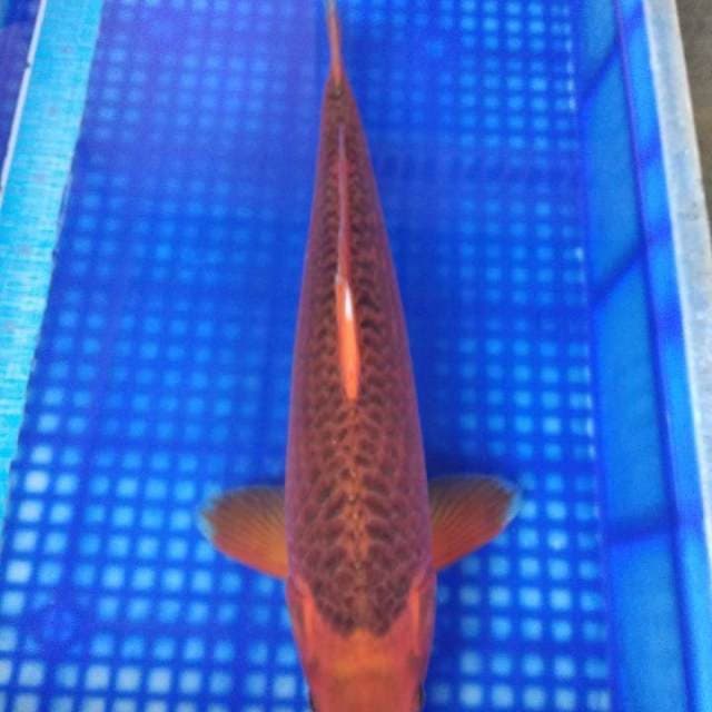Asagi 46cm