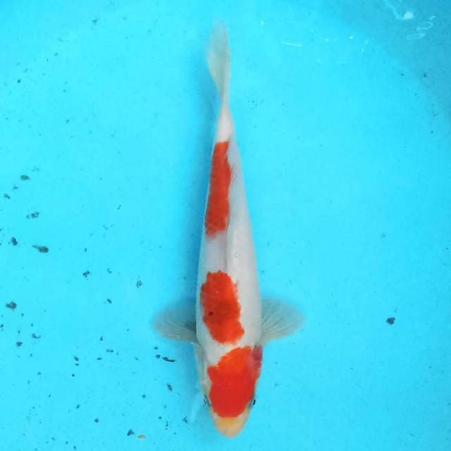 Sanke 24 cm